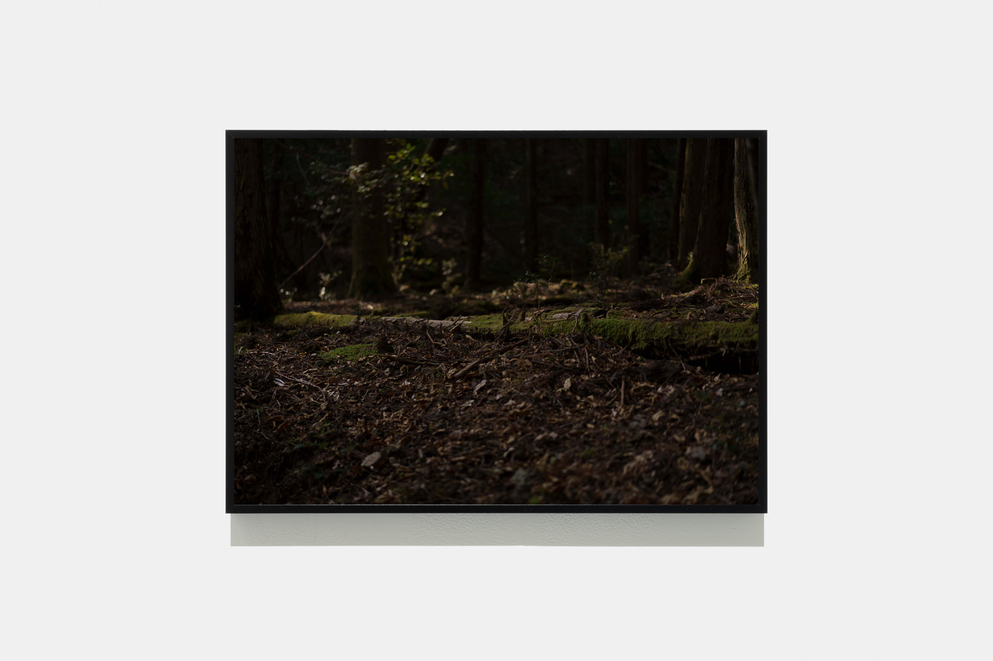 Forest 2