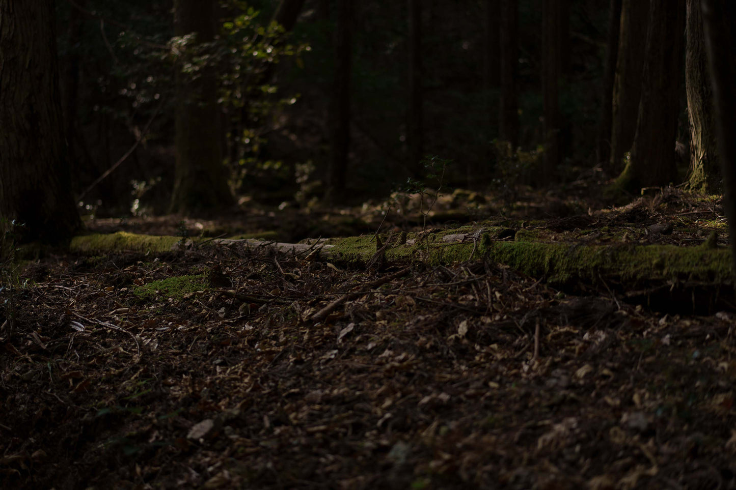 Forest 2