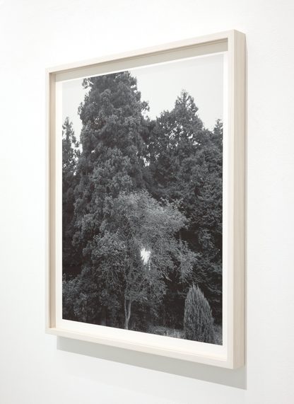 Untitled (November 2025) (2)