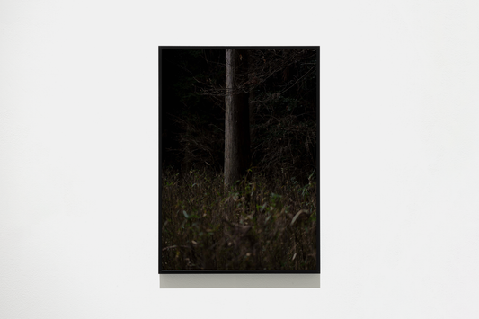 Forest 1