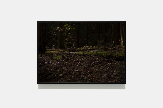 Forest 2